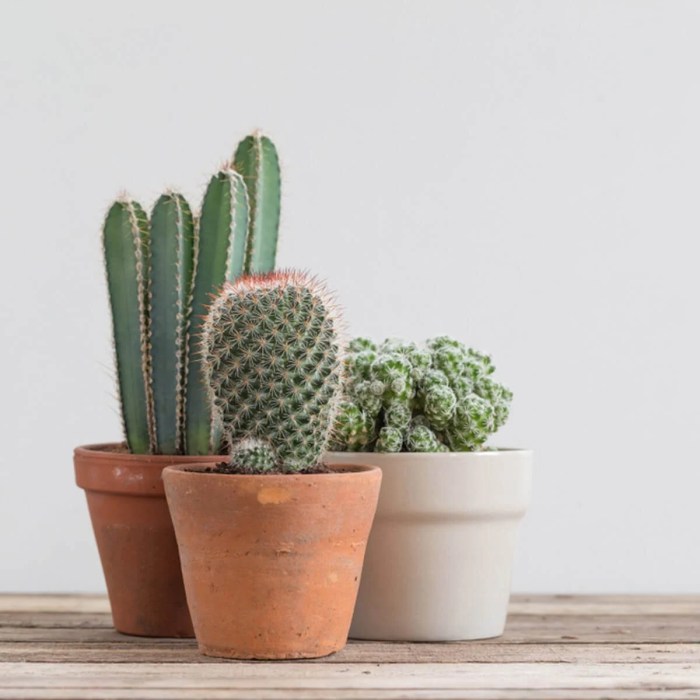 How to make a cactus decoration